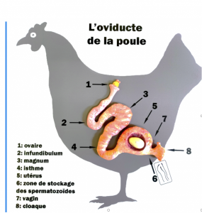 Formation de l'oeuf